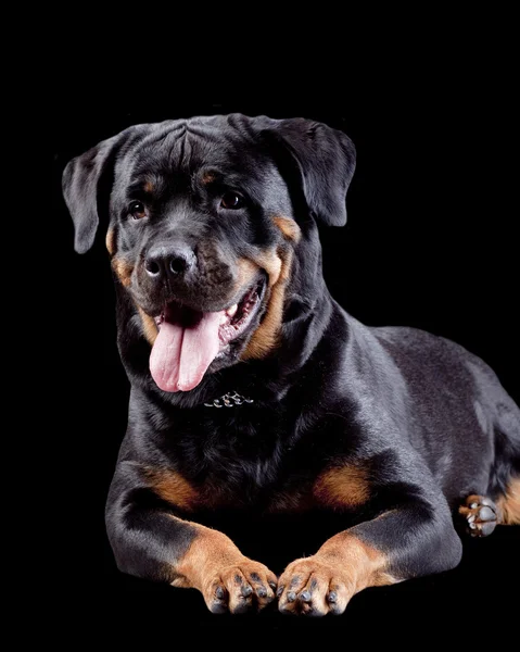 Rottweiler aislado sobre fondo negro — Foto de Stock