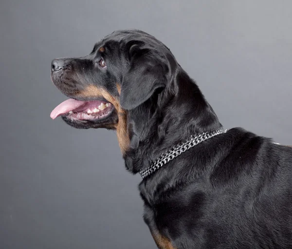 Rottweiler aislado sobre fondo negro — Foto de Stock