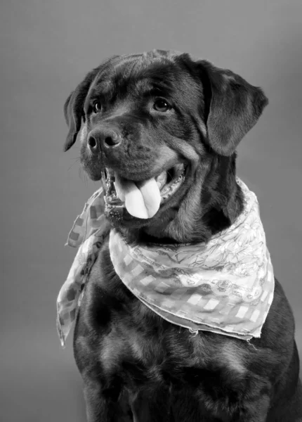 Rottweiler isolado em backgroud preto — Fotografia de Stock