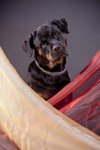 Portrait of Rottweiler in studio — Stock Photo, Image