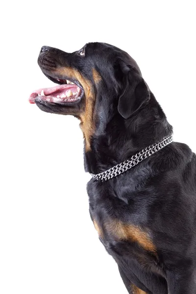 Rottweiler isolado em backgroud branco — Fotografia de Stock