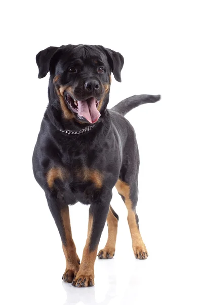 Rottweiler elszigetelt fehér háttér — Stock Fotó