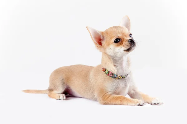 Chestnut chihuahua on gray background — Stock Photo, Image