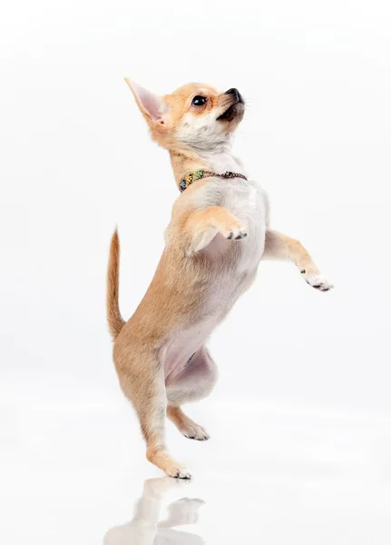 Chestnut chihuahua jumping — Stock Photo, Image