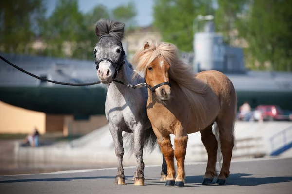 Amerikaanse miniatuur pony's in stad — Stockfoto