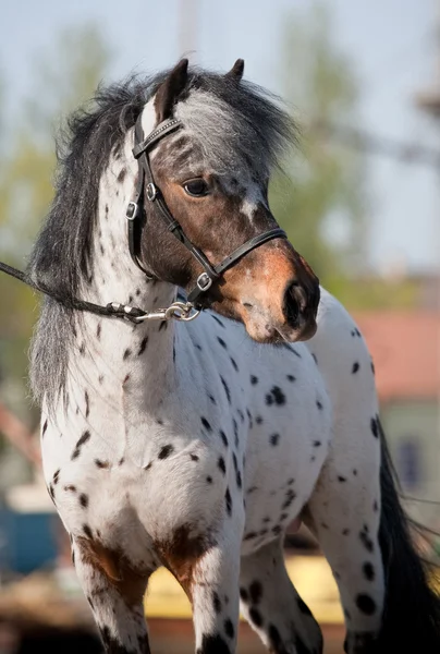 Portret van kleine pony appaloosa. — Stockfoto