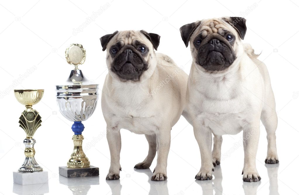 Two Pugs with cups