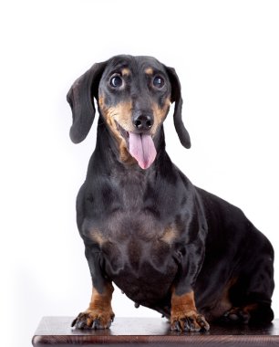 Black Dachshund on white background clipart