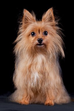 Chestnut dog on black background clipart