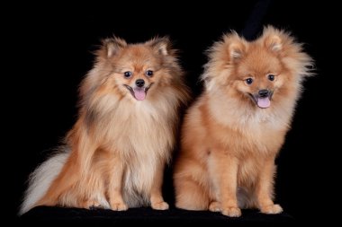 Chestnut Pomeranian on black background clipart