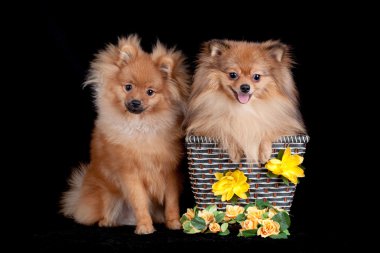 Chestnut Pomeranians on black background clipart