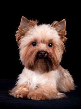 Yorkshire Terrier on black background clipart