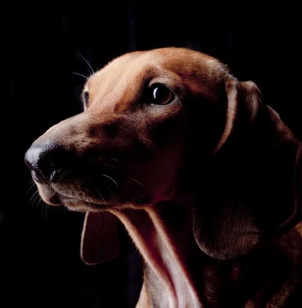 黑色背景上的板栗腊肠狗 — 图库照片