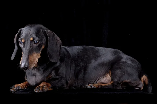 Siyah arka plan üzerine siyah dachshund — Stok fotoğraf