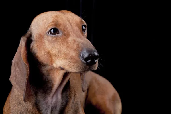 Siyah arka plan üzerinde kestane dachshund — Stok fotoğraf