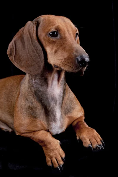 Siyah arka plan üzerinde kestane dachshund — Stok fotoğraf