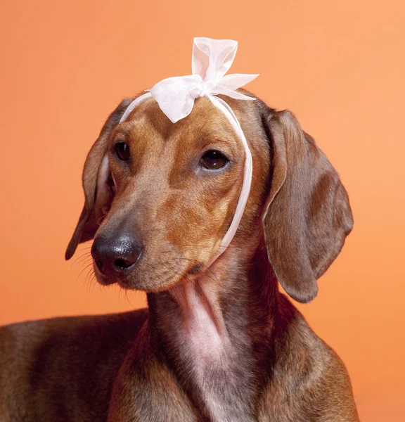 Turuncu zemin üzerine kestane dachshund — Stok fotoğraf