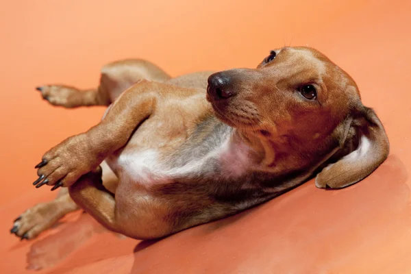 Καστανιάς είδος γερμανικού κυνηγετικού σκύλου σε πορτοκαλί φόντο — Φωτογραφία Αρχείου