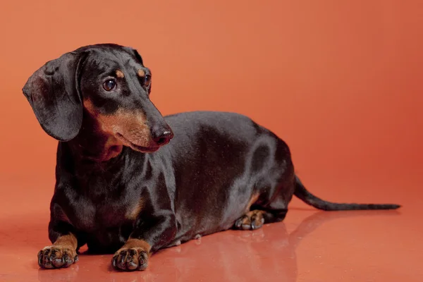 橙色背景上的黑色腊肠狗 — 图库照片