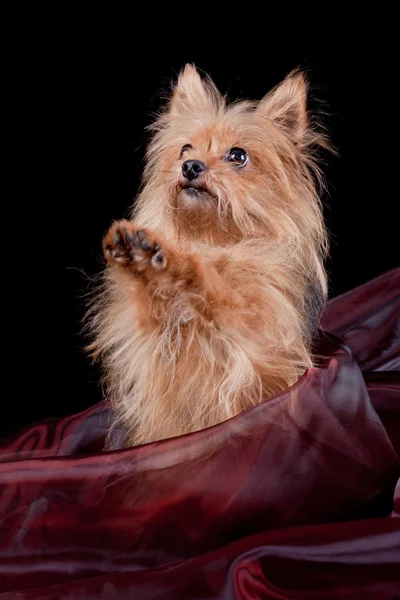 Каштановая собака на фоне текстуры — стоковое фото