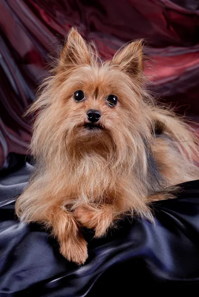 Каштановая собака на фоне текстуры — стоковое фото