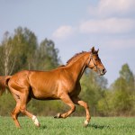 Chestnut horse galloping in field Stock Photo by ©melory 1527030