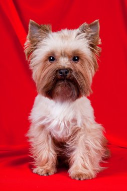 Yorkshire terrier kırmızı zemin üzerine