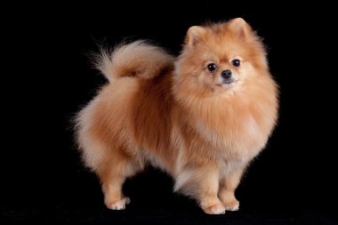 Chestnut Pomeranian on black background clipart