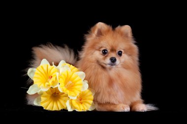 Chestnut Pomeranian on black background clipart