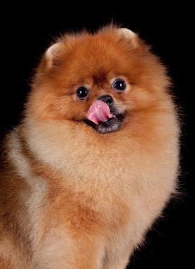 Chestnut Pomeranian on black background clipart