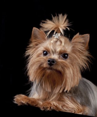 Yorkshire Terrier on black background clipart