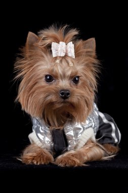 Yorkshire Terrier on black background clipart