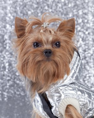 Yorkshire Terrier on silver background clipart