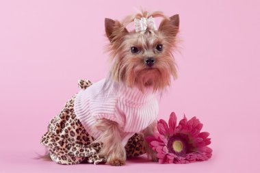 Yorkshire Terrier on pink background clipart