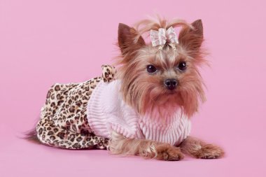 Yorkshire Terrier on pink background clipart