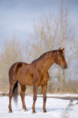 Portrait of chesnut horse in winter clipart