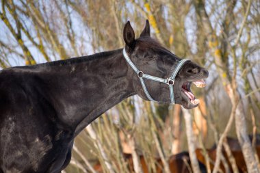duygu siyah trakehner at