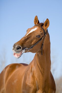 kestane trakehner aygır portresi