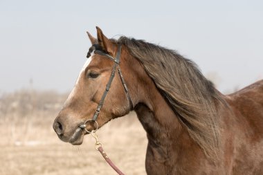 Portrait of chestnut horse in autumn clipart