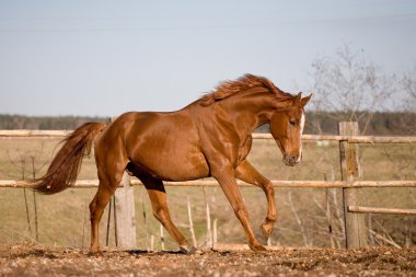 Chesnut stallion galloping in paddock clipart