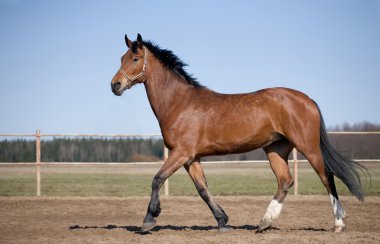 Bay horse trotting in paddock clipart