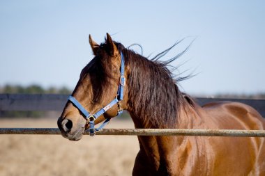 Portrait of horse outside in paddock clipart