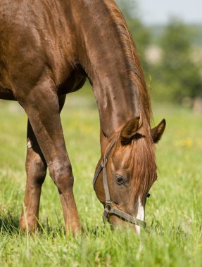 kestane trakehner mare alanı