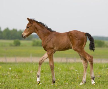 Small foal in field clipart