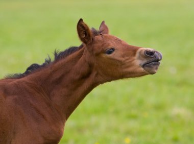 Emotion of small foal clipart