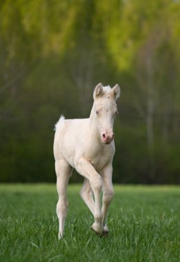 Little cream foal running in field clipart