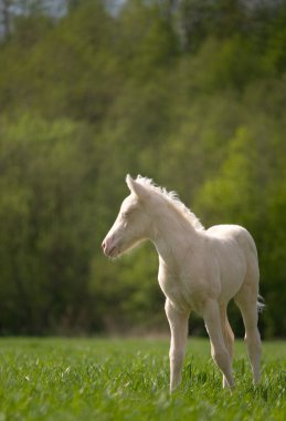 Little cream foal standing in field clipart