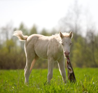 Little foal playing in field with clout clipart