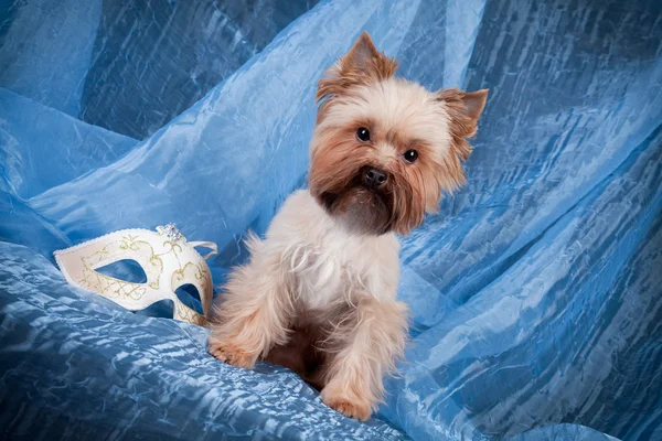 Yorkshire Terrier on blue texture — Stock Photo, Image