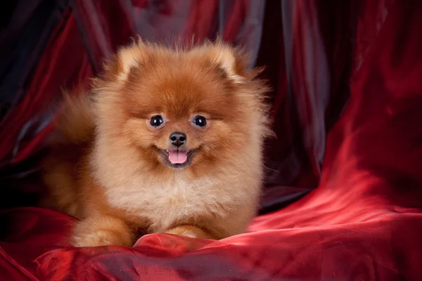 Chestnut Pomeranian on red silk — Stock Photo, Image